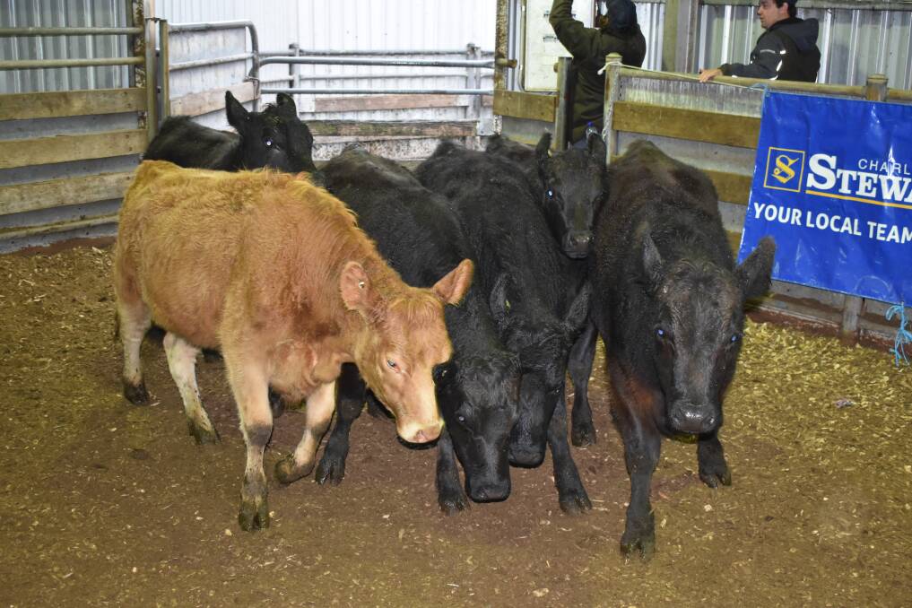 RING SALES: Colac agents continue to sell through the dairy ring, offering a small yarding, of some well-bred cattle at the July monthly store sale.