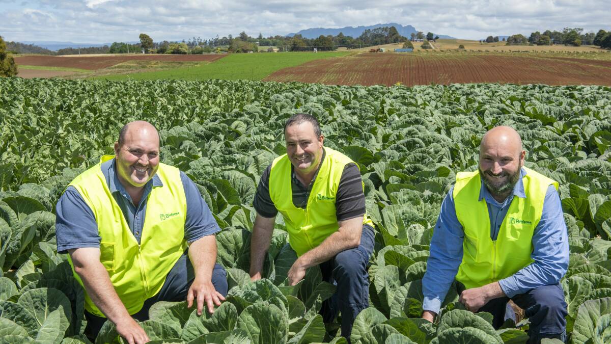 ORGANIC SUPPORT: Mark, David and Chris Benson supply organic vegetables to Woolworths. 