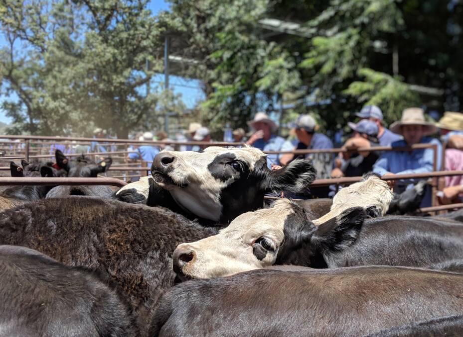 CORONAVIRUS PRECAUTIONS: Euroa has put strong coronavirus protections in place at its monthly store sale - but that didn't deter buyers, who bid up on the 800 head of stock.