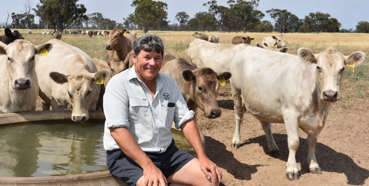 Mount Major Murray Grey stud co-principal Brett Davidson with some of the females at the Yabba North property. Picture by Andrew Miller