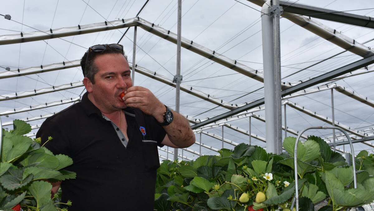 NEW TECHNOLOGY: Australian Strawberry Distributors general manager Jim Ripepi has invested in a Canadian-designed and built Cravo greenhouse.