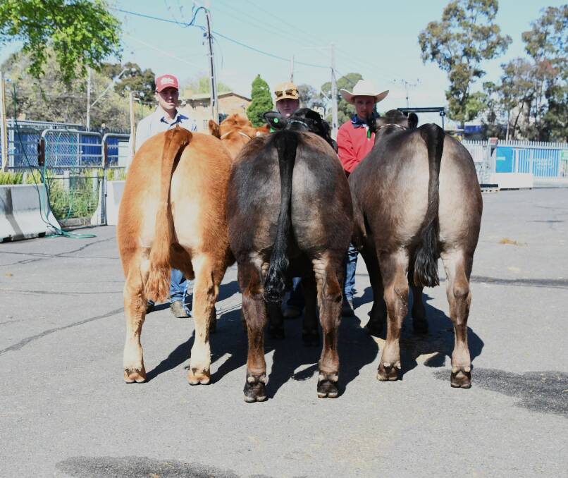 The Limousin team, the feature breed at this year's Melbourne Royal Show, took out this year's Borthwick Trophy. Picture by Jess Sharp