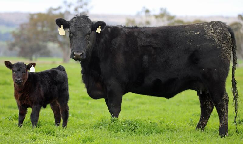 TOP COW: The top selling cow at the female dispersal sale, Lot 199 Witherswood Abigail M0003, and her calf. Photo by BJS Livestock Photography.