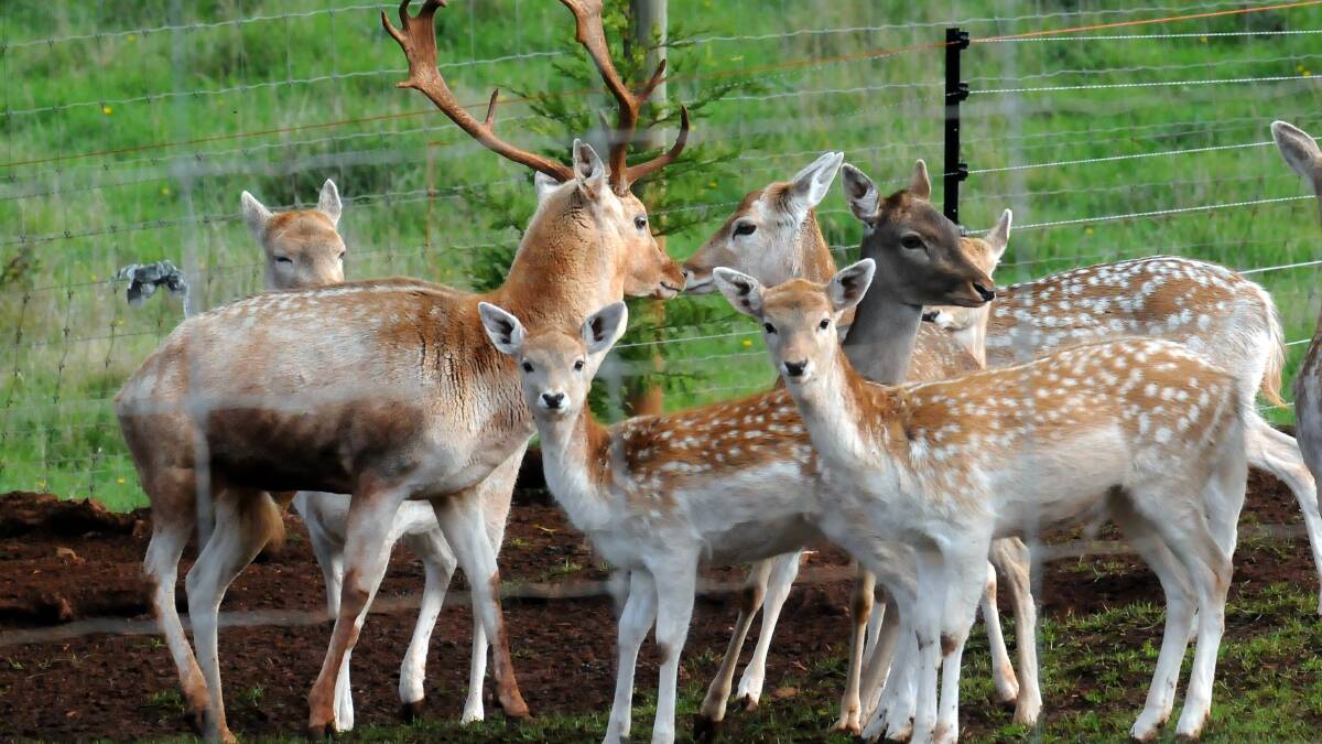 FALLOW DEER: A five-year draft Tasmanian Wild Fallow Deer management plan has been released by the state government for public comment.
