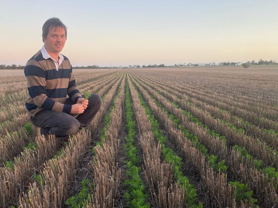 LOOKING GREAT: Matt Rohde, Lorquon, says his Hurricane lentils are "looking great" after good rainfall in June and July.