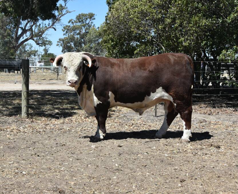SALE TOPPER: The top priced Hereford bull at the Glendan Park sale.