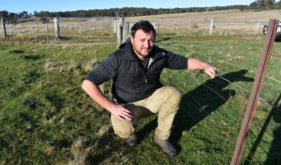 Pipers Creek beef producer James Walsh says kangaroos are eating pastures and damaging fences. He says that's limiting expansion of his breeding cattle herd. Picture by Andrew Miller