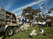 PIGEON POWER: Nicholls Independent candidate Rob Priestly has used carrier pigeons to highlight what he says is the poor state of telecommunications in the electorate. 
