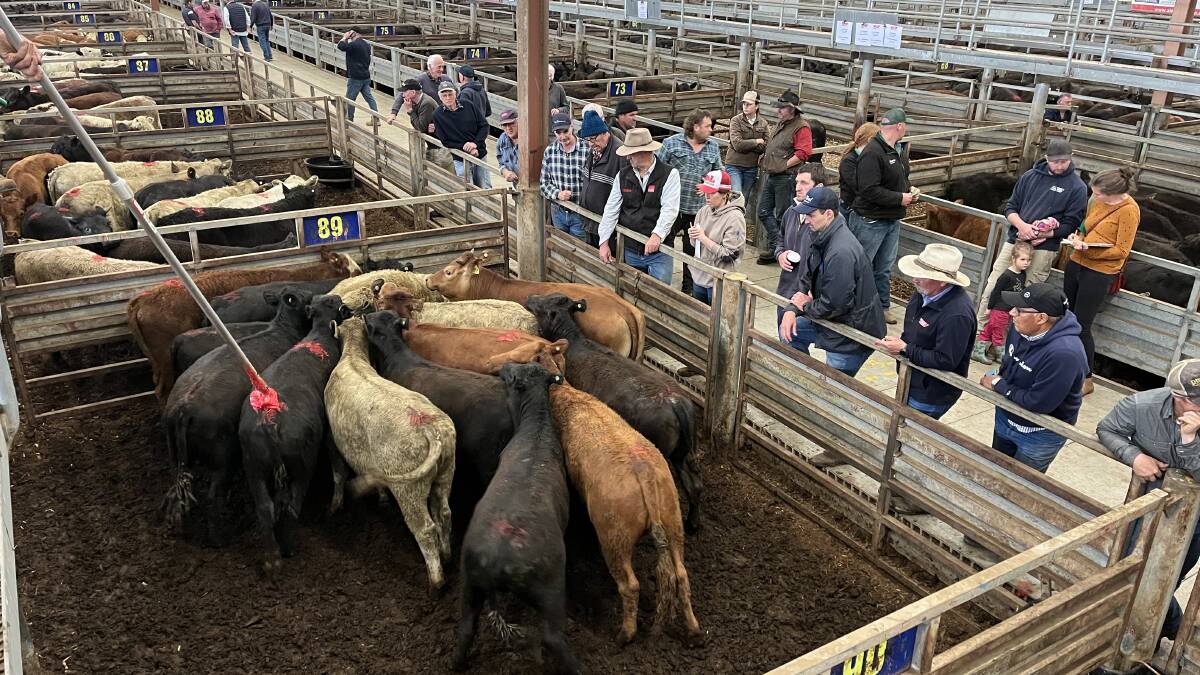 Prices on heavier cattle eased at the latest Pakenham store cattle sale. Picture of a previous market by Bryce Eishold