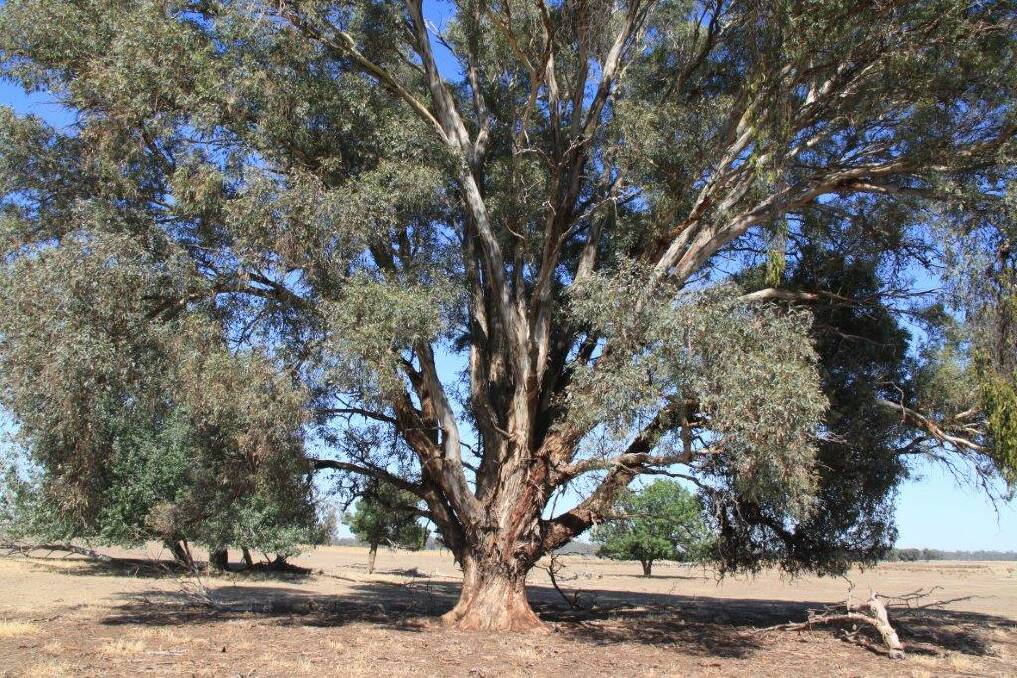 TREE HEALTH: Goulburn Valley landholders are being encouraged to seek funding to help preserve trees and revegetate their land. 