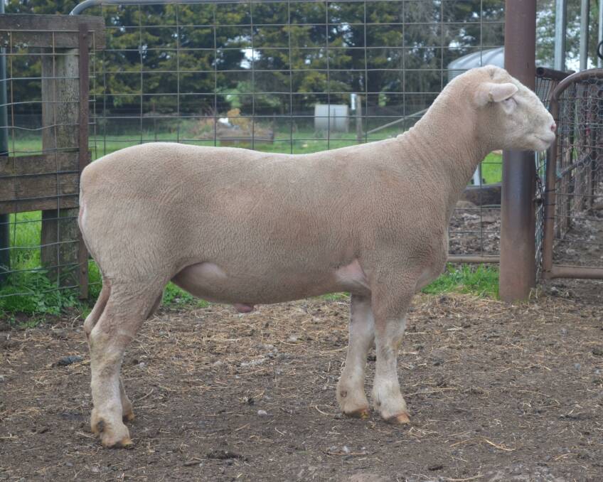 SALE TOPPER: The top selling stud ram.