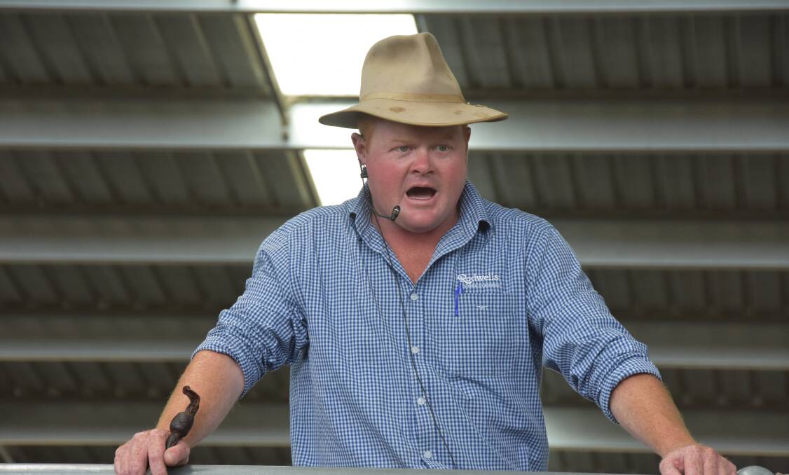 There was a yarding of just under 2000 weaner steers and heifers at the annual Euroa sale.
