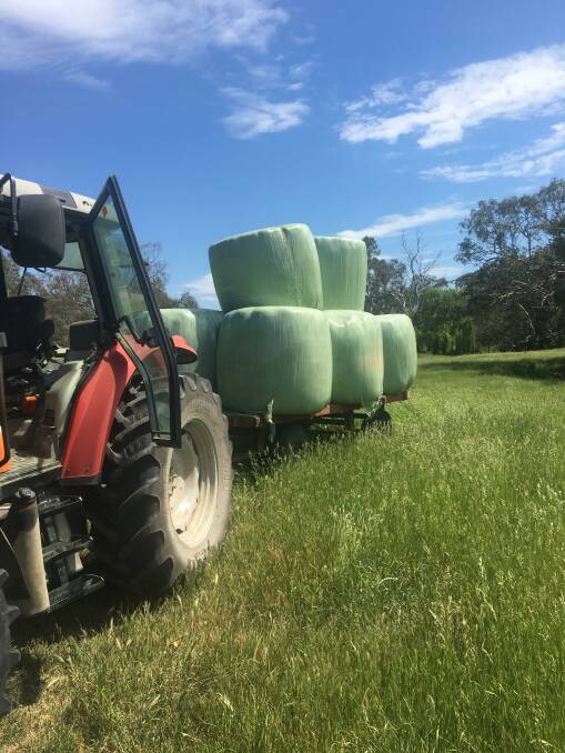 NEW HARVEST: Sowing oats on the river flats resulted in significant silage production.

