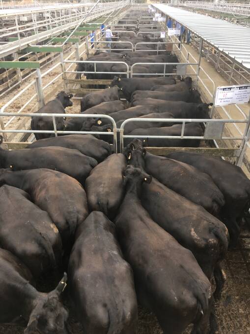 MAJOR VENDOR: G & M Sutherland again presented a line of Angus/Friesian-cross heifers, after success at the 2020 sale (pictured). .