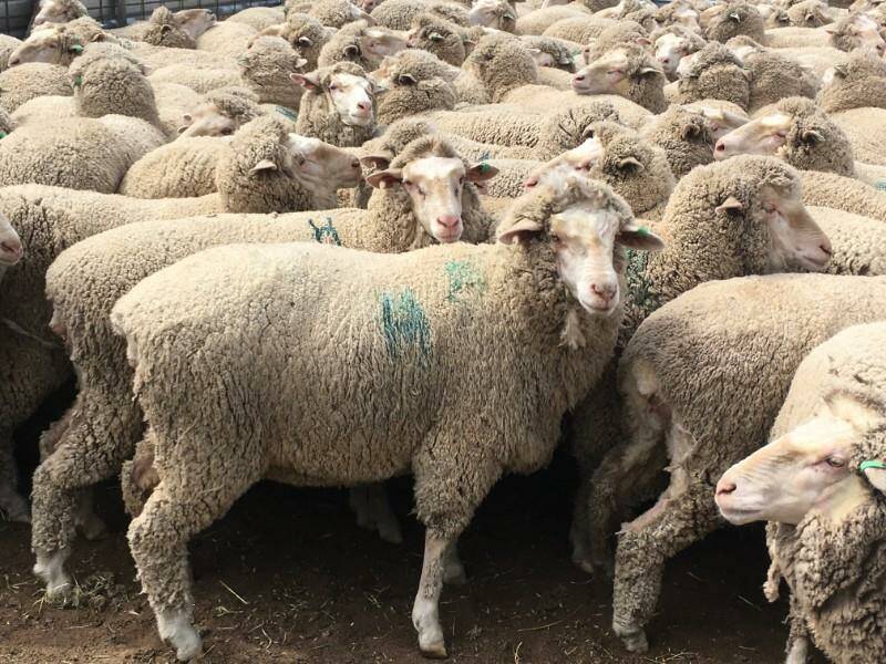 TOP PRICE: These Minyara, Morton Plains, SIL Mulloorie-blood ewes topped the sale at Swan Hill, going for $360 a head. Agents said they were pleased with the result, with sheep going back into local paddocks.