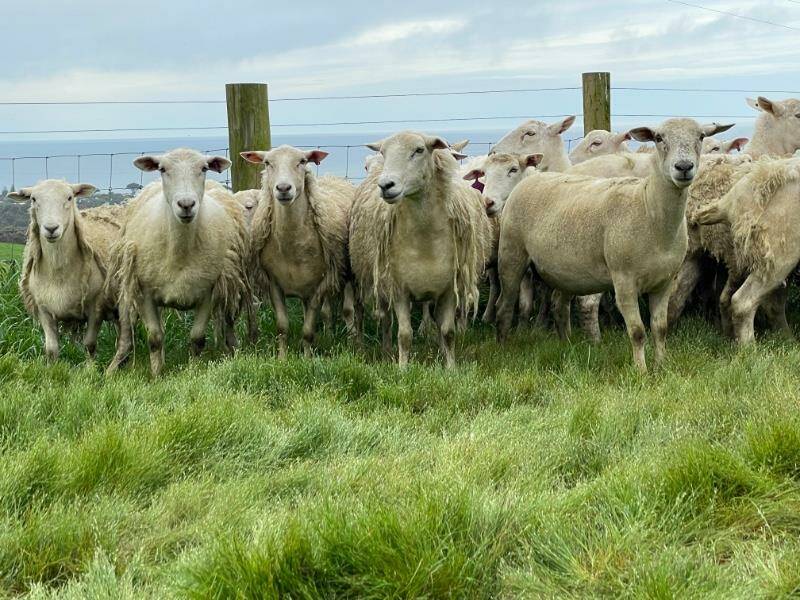 Nudie ewes from Rob Costin, Apollo Bay, sold for $476 at the Cashmore Oaklea clients' online ewe sale. Picture supplied.