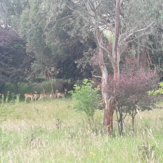 DEER PROBLEM: Deer on a farm, in north-east Victoria. Photo by Simon Feillafe, 
