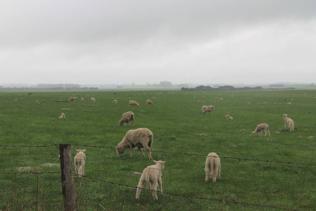 WET WEATHER: The Bureau of Meteorology has issued a farmers and graziers warning, due to the combination of wet weather and cold winds.