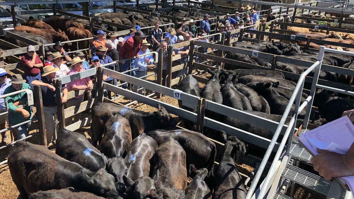 STEERS CHEAPER: Kyneton agents yarded 740 head, with bigger steers firm to slightly cheaper on the last sale. 