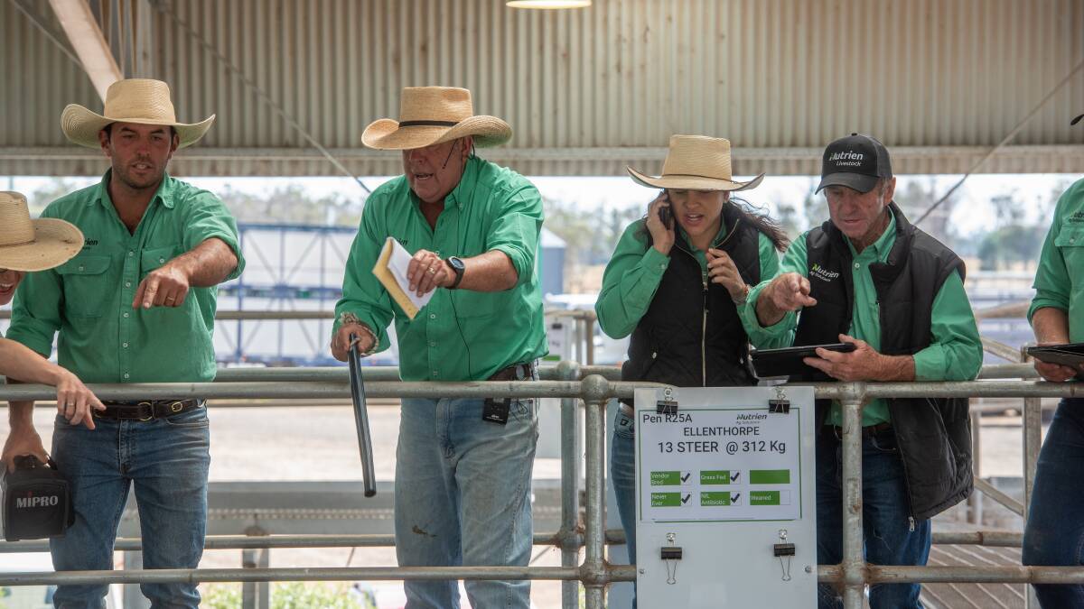 CRACKING SALE: Nutrien's Warren Johnston leads the team at the first of the Tasmanian weaner sales, at the Tasmanian Livestock Exchange, Powranna.