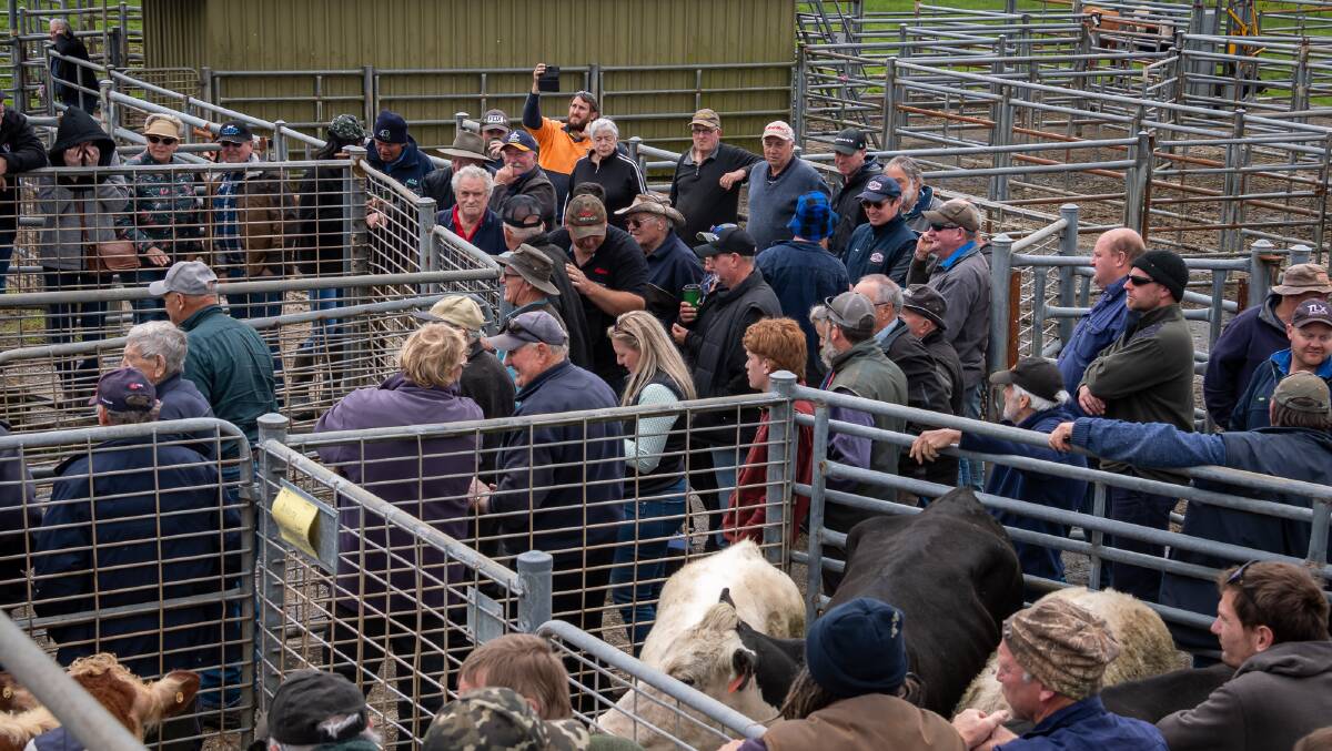 PERMANENT HOME: The hunt is on for a permanent home for a new saleyards in north-west Tasmania, after the success of the temporary facility at Smithton.