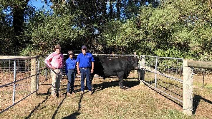 SALE TOPPER: Jarobee Momentous Q237 sold for $38,000 to western district stud, Boonaroo. He's with Elders Livestock manager Brett Shea and Jarobee's Jan Robinson and stud manager Greg White.