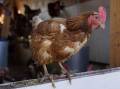 Preliminary testing has confirmed the presence of avian influenza virus at an egg farm at Meredith, Victoria's Chief Veterinary Officer Graeme Cooke says. AP photo 