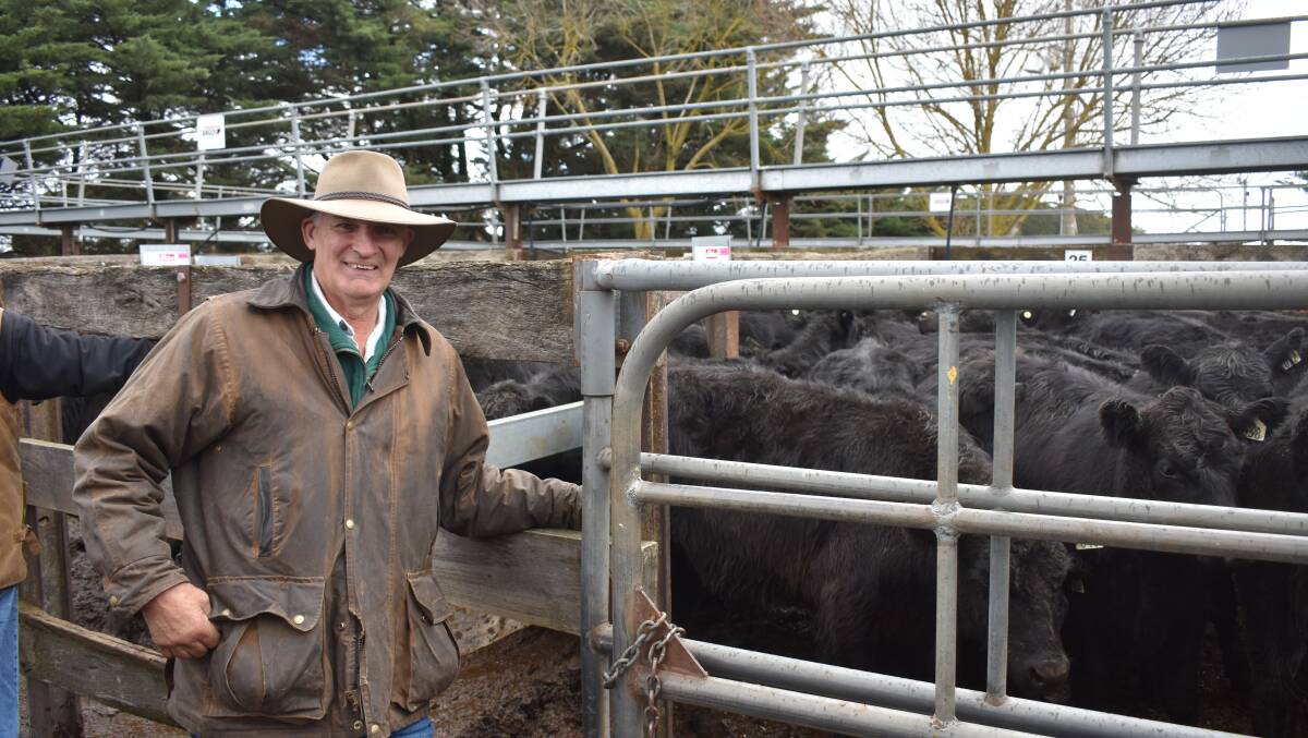 BIG LINE: Anthony Battersby again sold at Kyneton, this time a draft of pregnancy-tested-in-calf heifers. File photo.