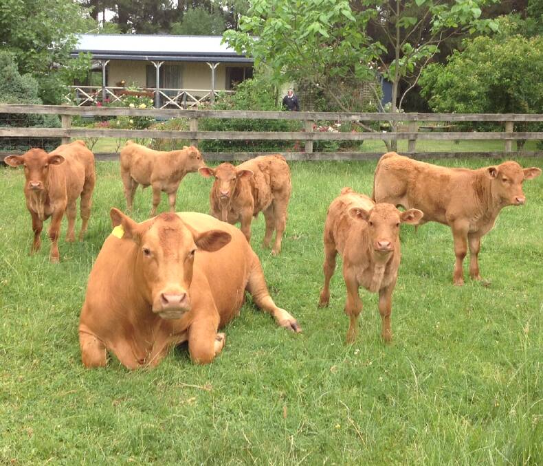 WEANING RATES: Torr Down enjoyed excellent survival and weaning rates, due to the proximity of the "maternity paddock" to the house. PHOTO: Sue Harvey.