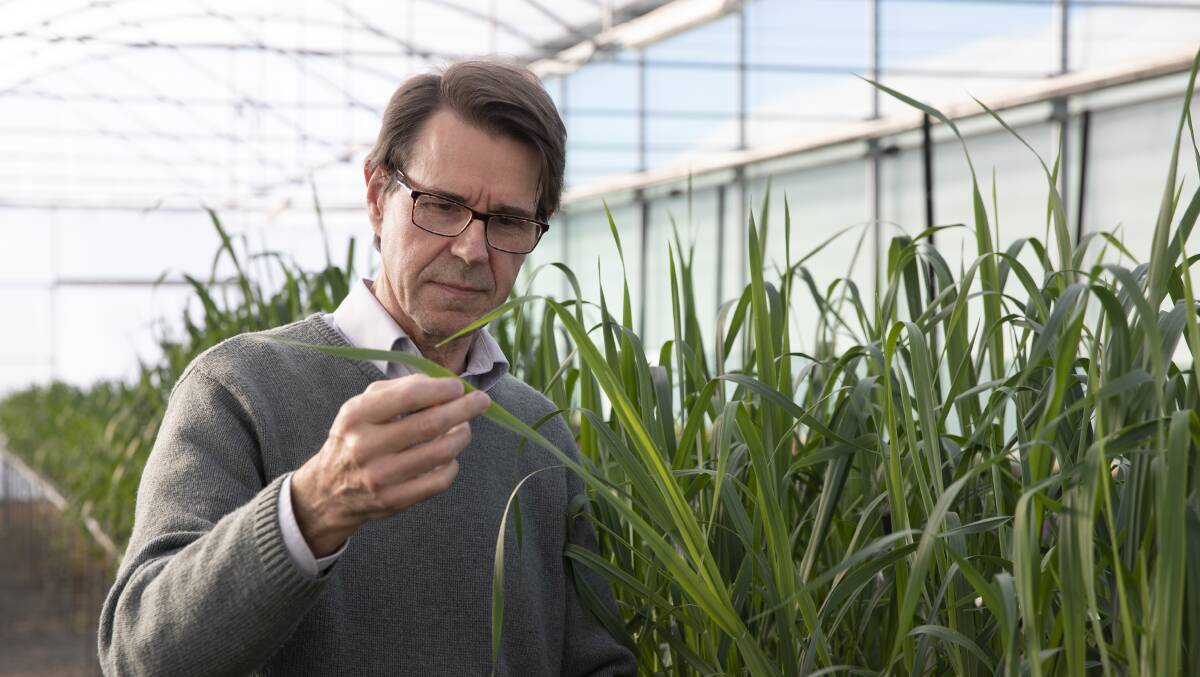 Director of Cereal Rust Research in the Sydney Institute of Agriculture Professor Robert Park will lead new research into oat rust. Picture supplied.