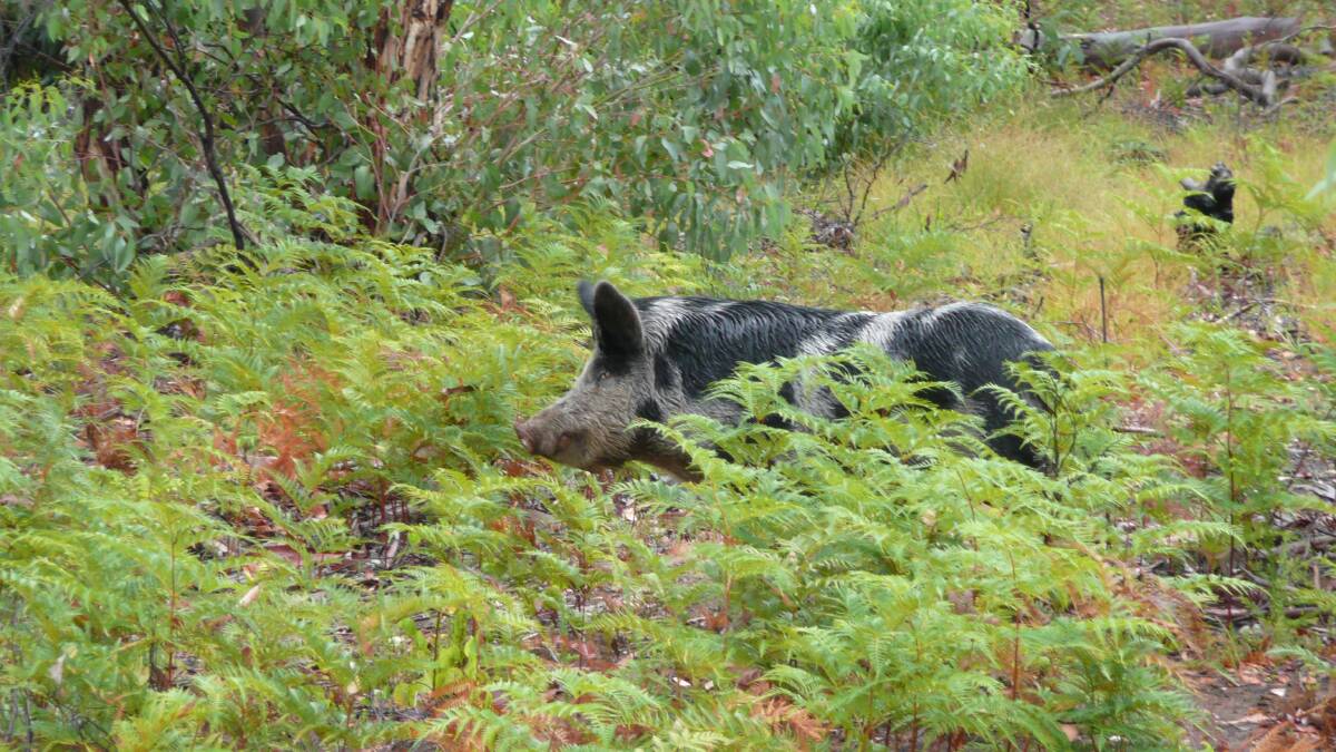 PEST CONTROL: Feral pigs, foxes and wild dogs will be in the spotlight at a series of workshops, across east Gippsland and in the north-east.