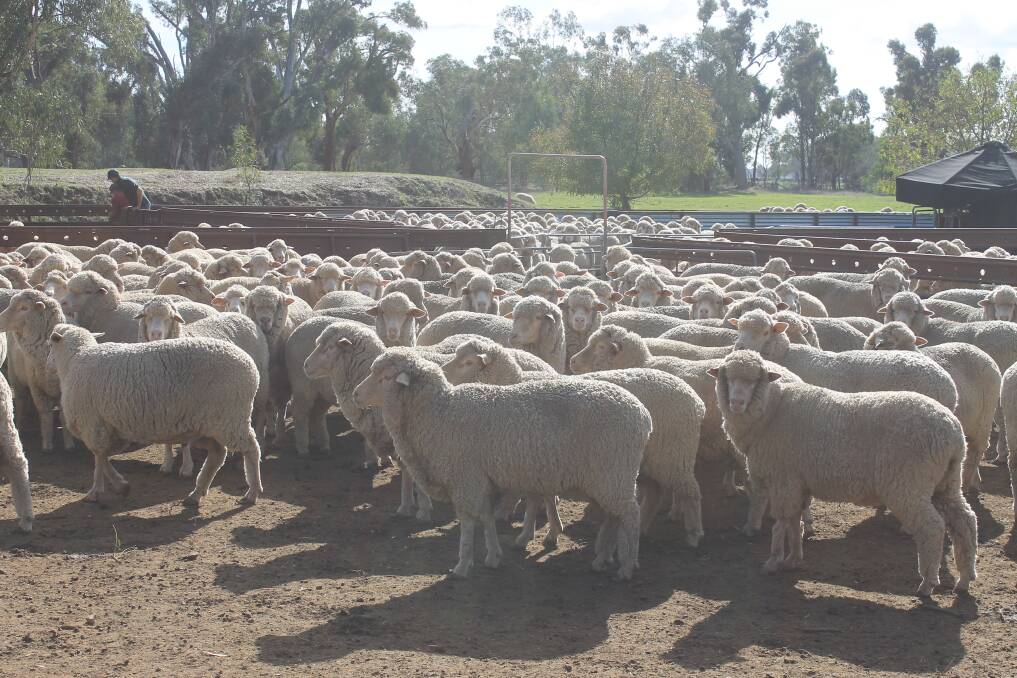SHEARING WOES: Shearing has been pushed back by up to two months, on some properties, due to labour shortages.
