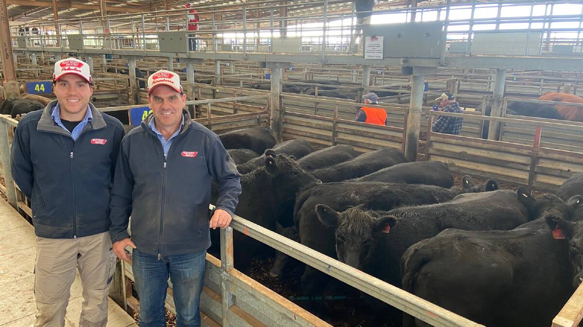 PTIC SELLER: Alex Scott & Staff livestock agent sold this pen of Margaret Billson's pregnancy-tested-in-calf heifers. He was with ASC auctioneer Jason Fry. 