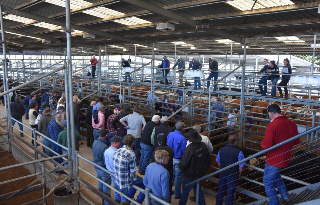 BAIRNSDALE SALE: Prices firmed at this month's Bairnsdale store cattle sale.