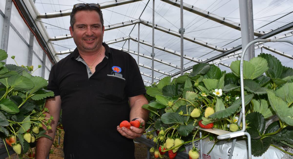 WORKER SHORTAGES: Australian Strawberry Distributors general manager Jim Ripepi says he is extremely concerned about ongoing labour shortages.