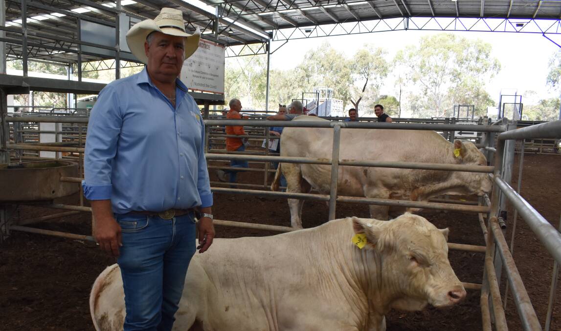 CHAROLAIS SUCCESS: Corryong's Andy Whitsed paid top price for Tsyubi Goldrush Quake at the Southern Charolais Breeders sale, Yea.