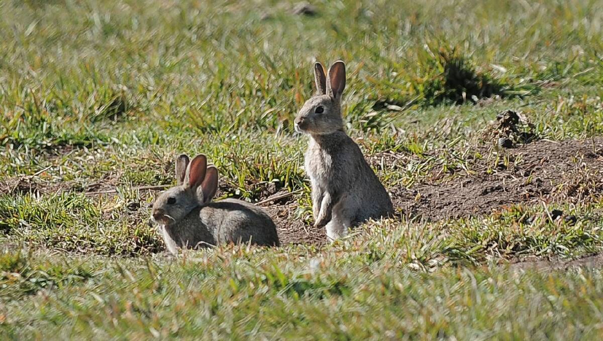 PRESTIGIOUS AWARD: The State government's Victorian Rabbit Action Network has been recognised by the United Nations.