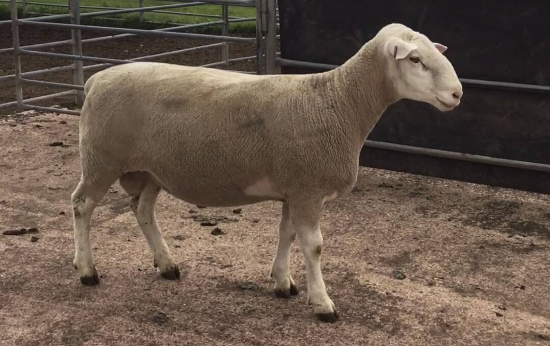 TOP RAM: Lot 2 was one of two rams, which sold for $2400 at Glentanna's spring sale.