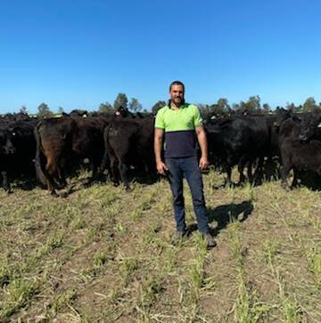 INNOVATIVE FARMER: Grant Sims, Pine Grove, with some of his cattle.
