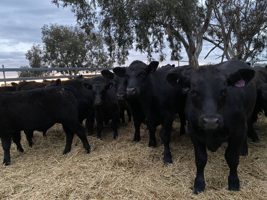 SALE SUCCESS: The Sims met with success, at the Yea sale, with this draft of Angus steers.