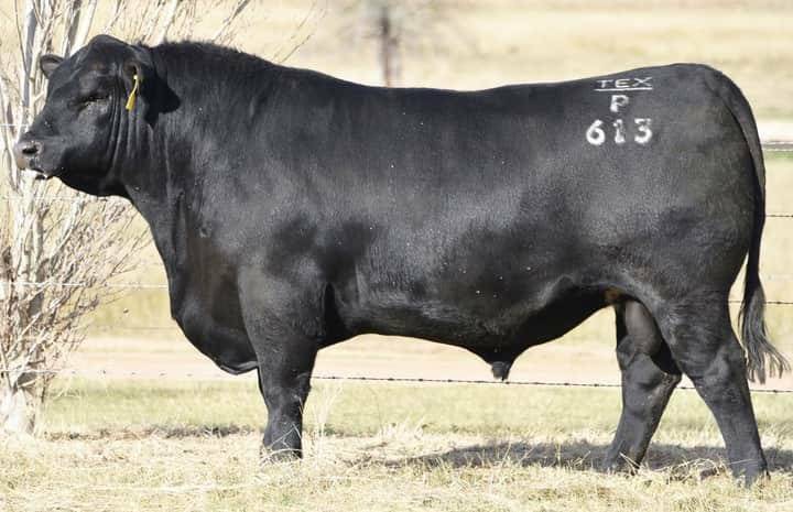 MISSING BULL: Texas Powerplay 613 is missing from Kelly Angus' Yea property. Photo: Elite Livestock Auctions.
