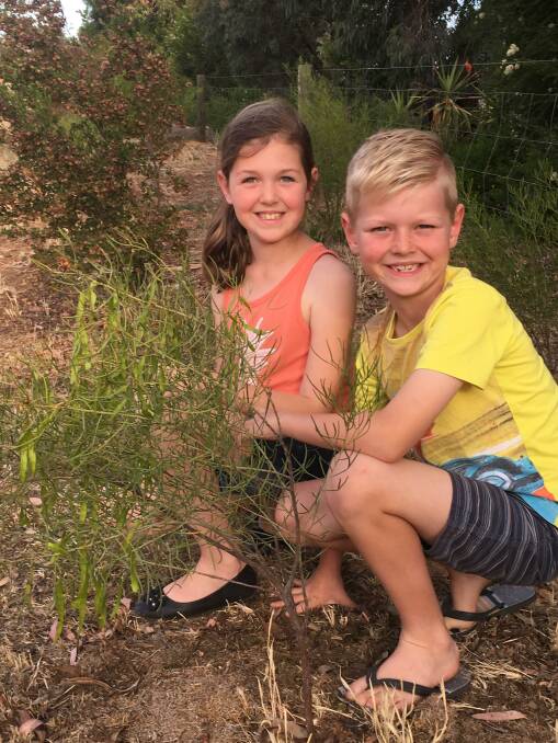 CAMPASPE TREES: Bianca and Ryan Caldwell, Echuca, with a Desert Cassia, offered as part of the Campaspe Shire's Rural Tree Scheme.
