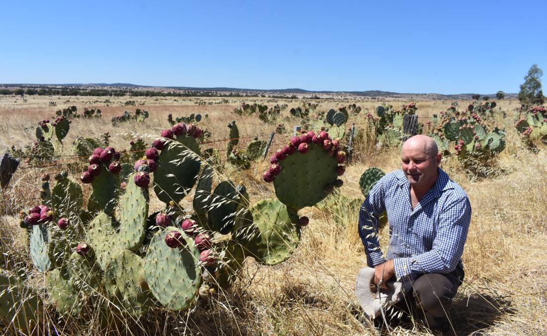 Cactus 'wheely' causing prickles among central Victorian producers