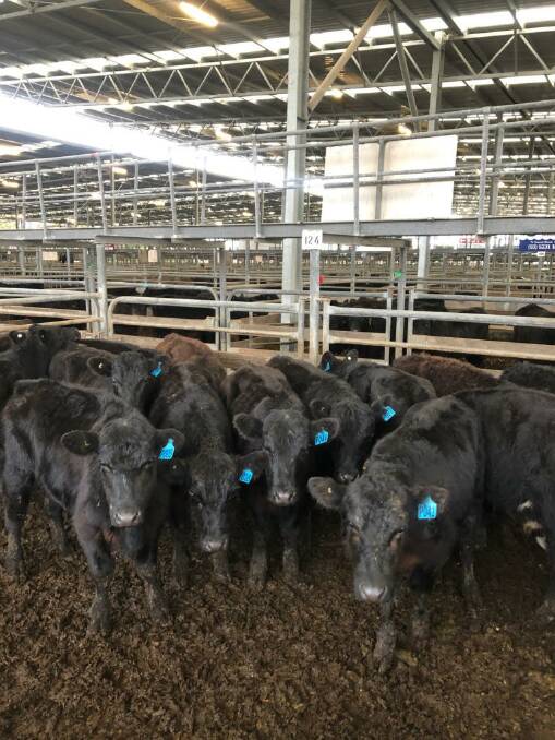 RESTOCKERS BUSY: KA & DJ Harper sold this pen12 Lawson-blood Angus steers, 287kg, for $1200, or 418c/kg.