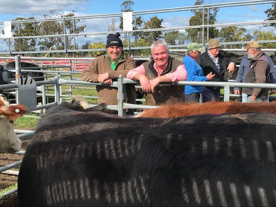 CLIENT: Martin Hall, Elders, with George Shea, Hamilton, southern Tasmania, at a previous Powranna sale, viewing heifers and calves at foot that made $2150.