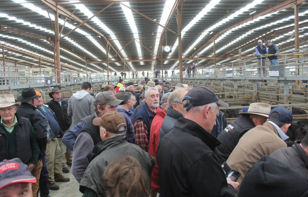 SALEYARDS RESTRICTIONS: Scenes like this are set to become rarer, at Victoria's saleyards, as more operators restrict entry.