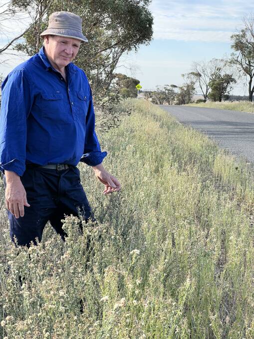 ROADSIDE WEEDS: Rob Robinson in a patch of fleabane, on the roadside at Rainbow.