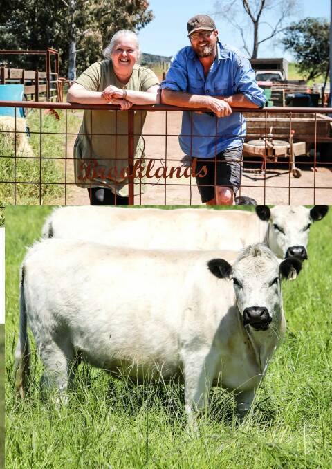 BRITISH WHITES: Jono Hurst and Nats Hardy with some of their rare breed British White cattle.