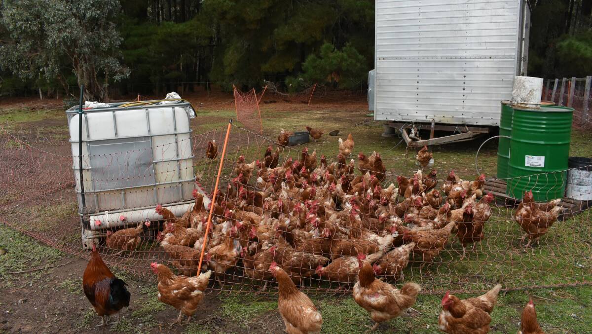 FREE RANGE: Pastured, free-range eggs are sold through a community-supported agriculture (CSA) program.