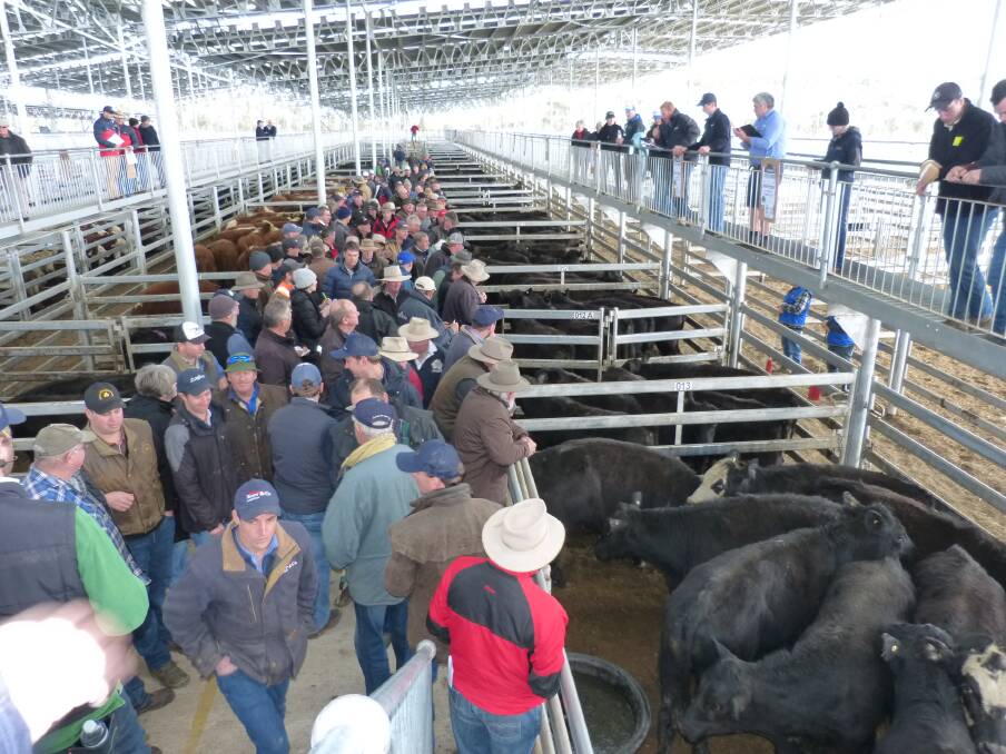 SOLID SALE: Feedlotters and south Gippsland agents were active at this month's Mortlake store sale.